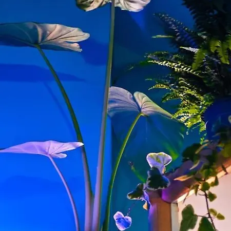 Sahara With Shared Bathroom In Centre Apartman *